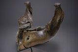 Wide Woolly Mammoth Lower Jaw With M/M Molars - Ukraine #370317-3